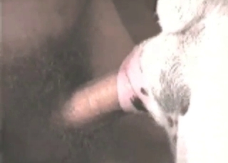 Close-up bestiality action with a sweet animal