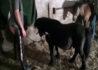 This young pony bangs like a porn actor