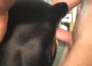 Cock animal y zoófilas con mucha ganas de sexo animal intenso y húmedo