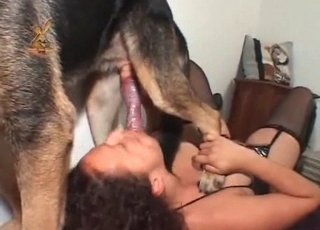 A német doggy vadul, mint a tréfás, a földet aratja, míg a női test alatta remeg a vágytól és a szex