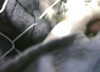 Sexy animal is enjoying intensive animal porn