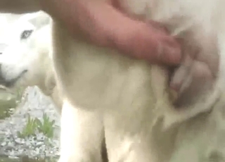 Husky bitch pissing proud after slow build-up