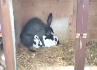 Bunny fuck flick: speedy gape for a hot animal