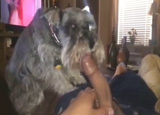 Hot beast lapping dick up n' down on cam