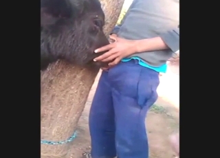 Lucky guy gets glazed by a sexy beast on a farm