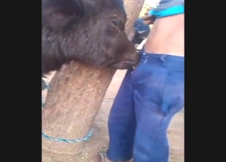 Lucky guy gets glazed by a sexy beast on a farm
