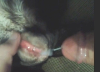 Creampied dog snatch looks fucking GLOWING