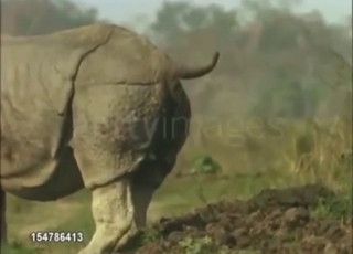 Rhino porn movie with real-deal scat action