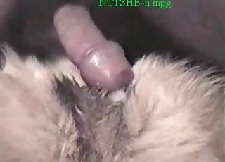Bestiality oral sex in this really sensual XXX video
