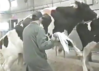 Cows are having a really hot sex session