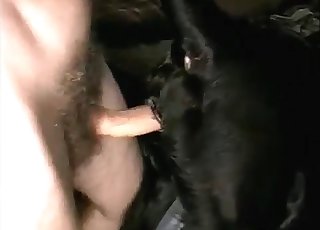 Anal sex action with a great-looking black animal