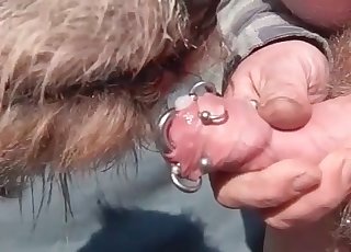 Kinky dog is licking the pierced cock of a perverted man