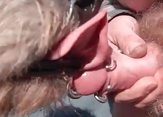 Kinky dog is licking the pierced cock of a perverted man