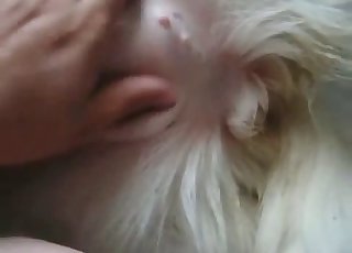 Close up shots of amazingly hot bestiality action