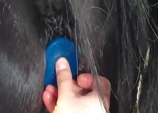 The asshole of this horse gets stimulated by a pervert