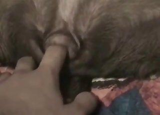 Hranie sa s pevným zadkom hot doggy