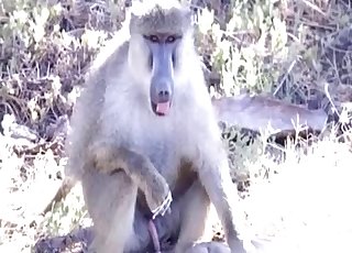Horny monkey wants to jerk off his big cock