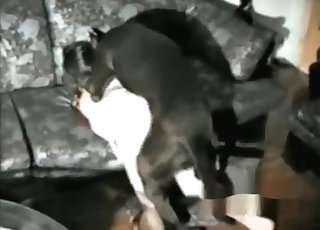 Zoophilic passion sex with my lovely animal