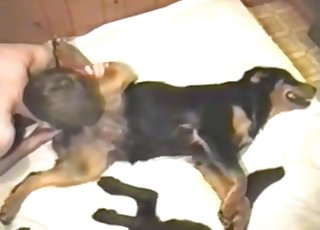 Crazy and nasty amateur bestiality sex action