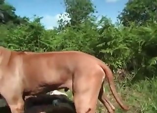 Naked zoophile is having sexual fun with a puppy