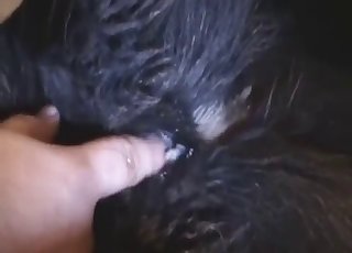 The wet cunt of a pet gets fingered in the video