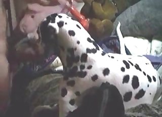 Amateur zoophile having bestiality fun with a dalmatian