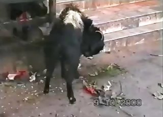 Stunning beast has gets sorts of impressive sexual fun