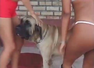 Incredible bestiality action comes in three