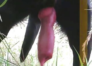 Amazingly horny black hound has a large cock