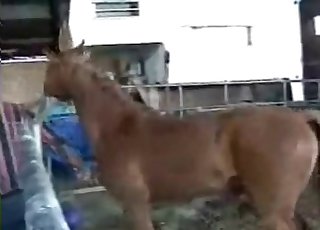 Woman is having an intense bestiality entertainment
