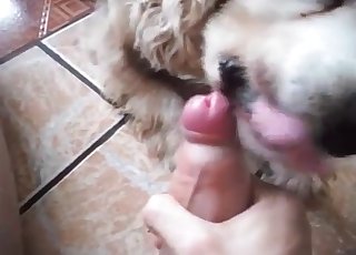 Oral pleasure for a zoophile by a lovely doggo