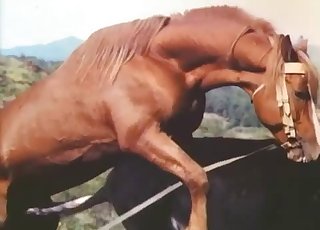 Donkey and horse are both enjoying bestiality sex