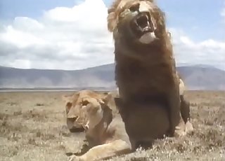 Lioness gets totally ravaged by a dominant lion