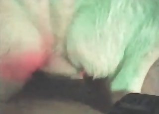 Submissive pet gets utterly dominated by a horny fellow