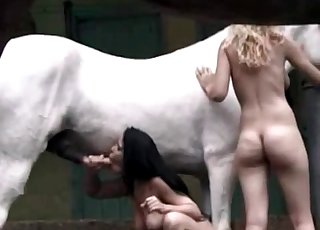 White horse is having naughty times with two sluts
