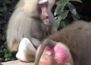 Monkey is masturbating his large cock for the camera