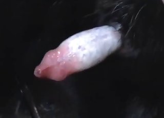 Black puppy is showing us his amazingly suckable cock