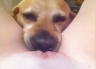 Horny little dog really likes to lick a tight hole