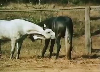 Pair of handsome horses are having a hot sex session