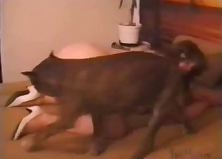 Tight snatch nicely licked and fucked by dog