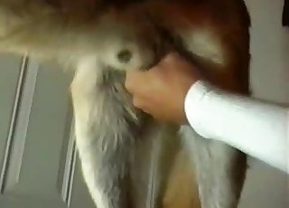The hairy penis of a pet receives a lovely handjob