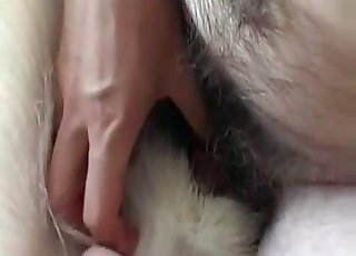 Animal is being pounded by a zoophile