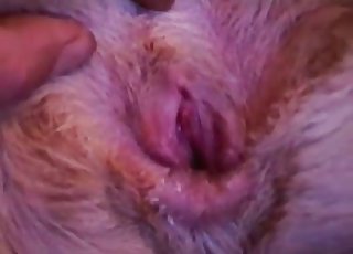 Adorable doggy enjoys ass-fuck sex with a man