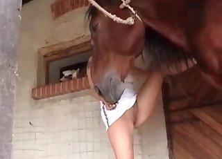 Professional blowjob for a hardcore horse