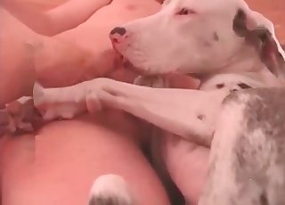 Cute doggy is enjoying intensive sex