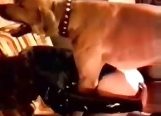 Dirty super-naughty mutt fucks a lustful bestial slut