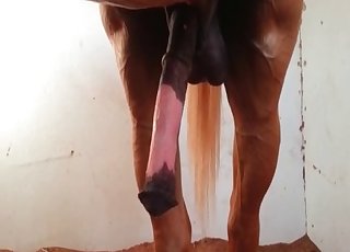 Watch how stallion is becoming horny as hell