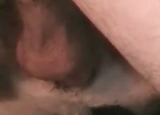 Crazy sex in the doggy style pose with an animal