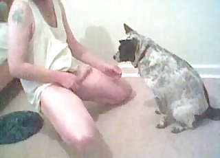Amateur bestiality oral sex with a small pet