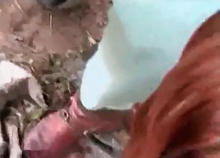 Doggy's dick sucked good by a zoophile fuckslut